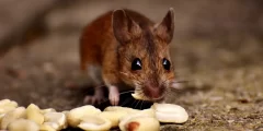 3 طرق للتخلص من الفئران في المنزل نهائيا