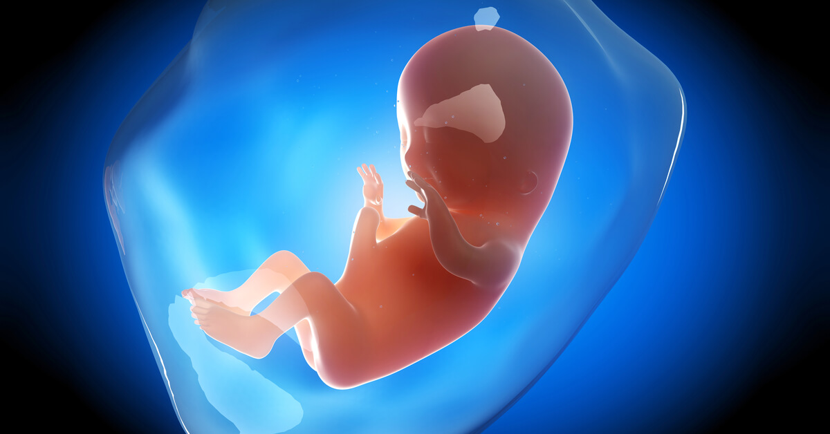 كيف يكون شكل الجنين في الشهر الثاني من الحمل