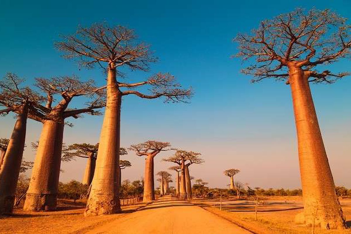 ما هي اقدم شجرة في افريقيا