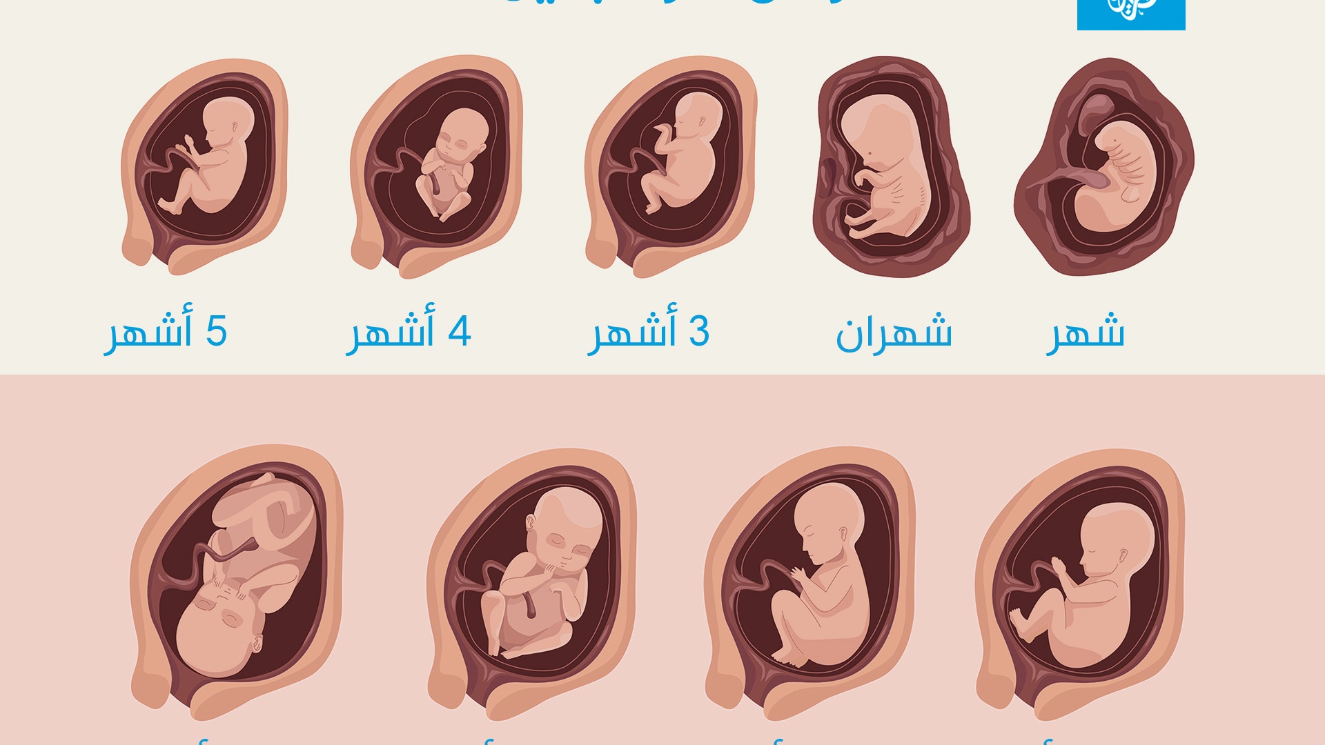 اين يكون الجنين في الشهر الثالث في بطن الام