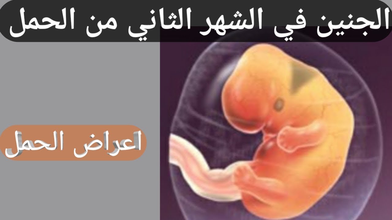 كيف يكون شكل الجنين في الشهر الثاني من الحمل.