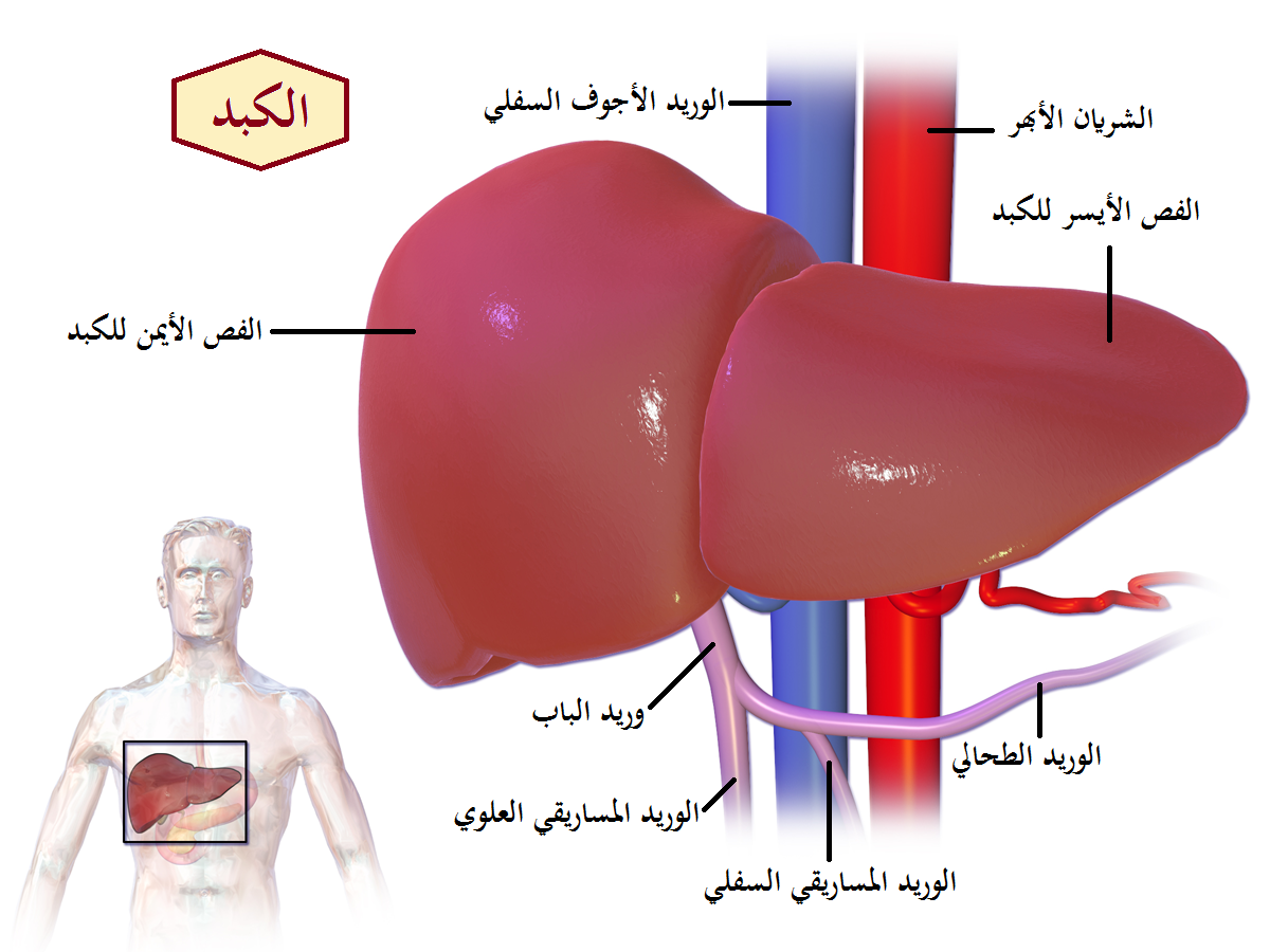 أين يقع الكبد في جسم الإنسان بالصور