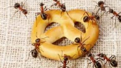 هل يجوز قتل النمل في المنازل