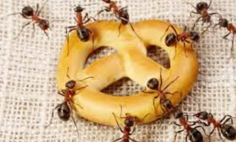 هل يجوز قتل النمل في المنازل