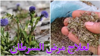 فوائد عشبة الزريقة في تونس