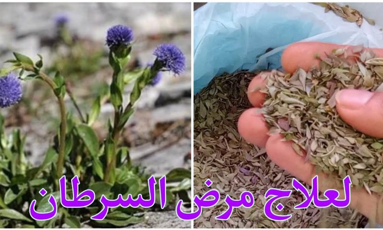 فوائد عشبة الزريقة في تونس
