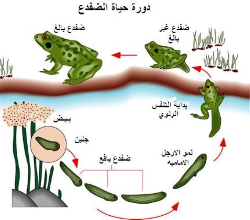 ابو ذنيبة